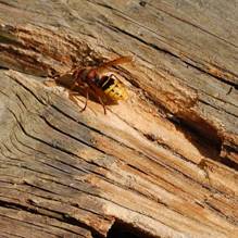 27  Altholz ein wichtiges Material fr den Nestbau der Hornisse  - Kopie.JPG