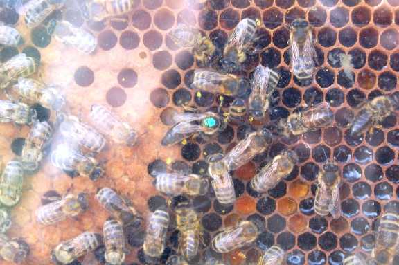 Bienenvolk mit Knigin.jpg
