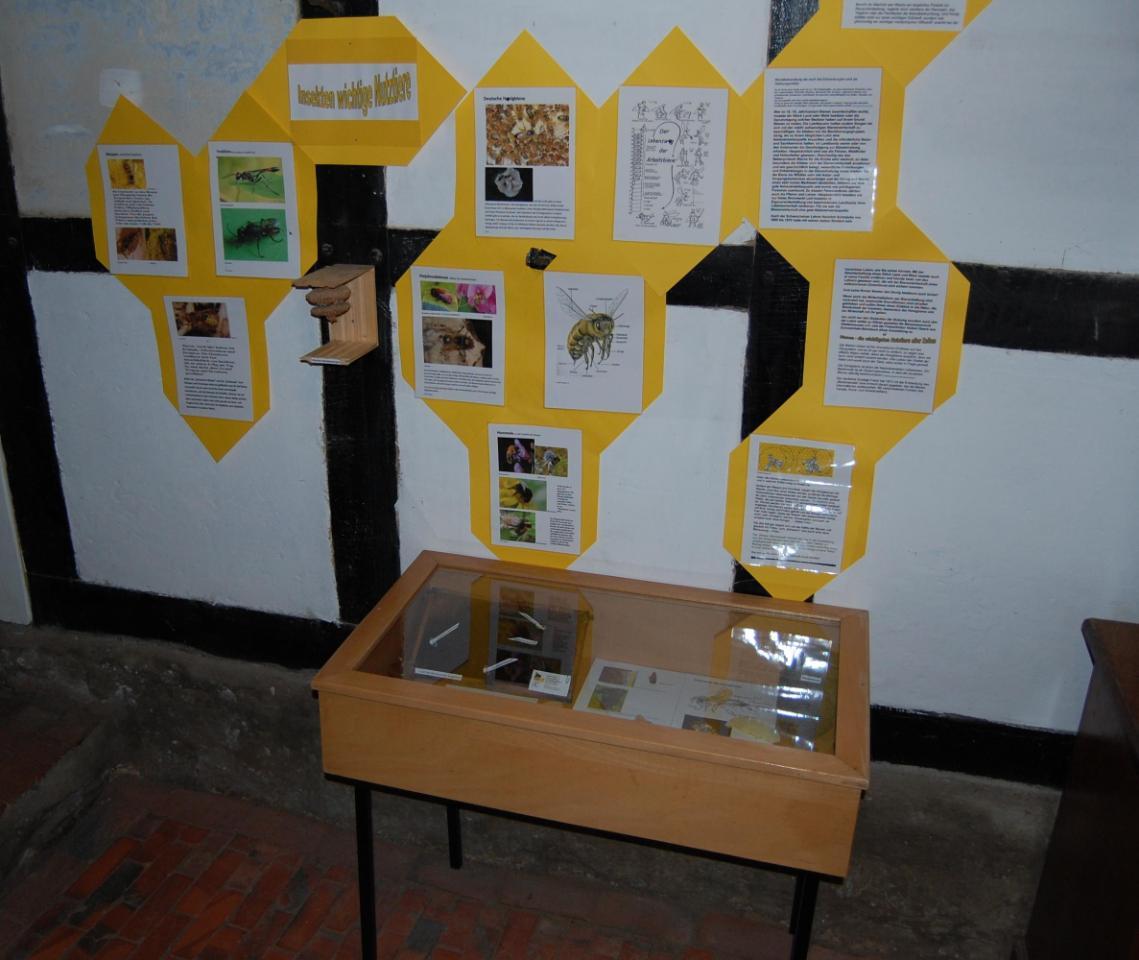 Ausstellung Honigbiene und Verwandte 2011